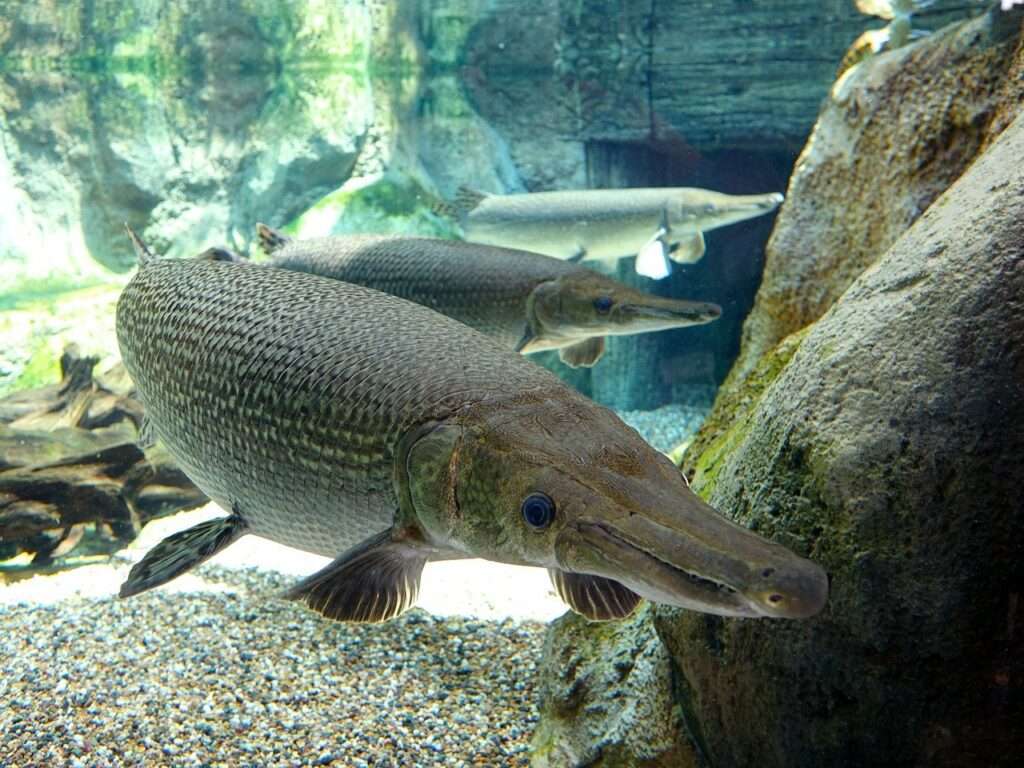 most dangerous freshwater fish