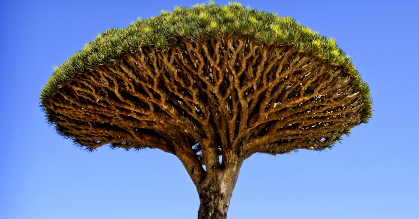 The Dragon Blood Tree: The Tree That Bleeds Blood