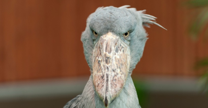 shoebill storks are living dinosaurs