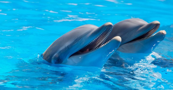 How Do Dolphins Communicate with Each Other